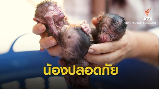 หายาก! ลูกลิงแฝด 3 ถูกแม่ทิ้งห้อยกันสาด อาการปลอดภัยแล้ว  