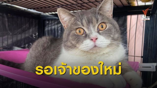 ตร.ชี้เครือข่ายยาเสพติดซื้อแมวฟอกเงิน จ่อขายทอดตลาดใน 7 วัน