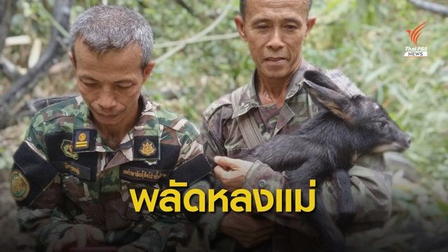 "ลูกเลียงผา" พลัดหลงแม่ วิ่งตาม จนท.พิทักษ์ป่ากลับหน่วย