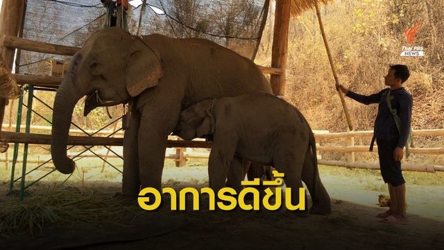 "ช้าง 5 เชือก" กินยาฆ่าหญ้า อาการดีขึ้น-กินอาหารได้