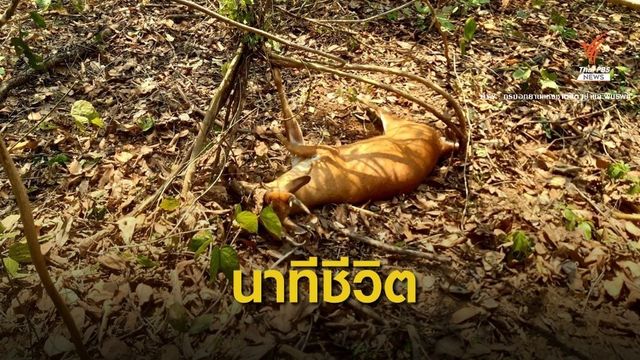 นาทีชีวิต! ช่วย "เก้งป่า" ติดบ่วงแร้วดักสัตว์รอดตาย 