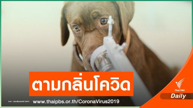 ครั้งแรก! จุฬาฯ ฝึก 6 สุนัขดมกลิ่นหาผู้ติดเชื้อ COVID-19 