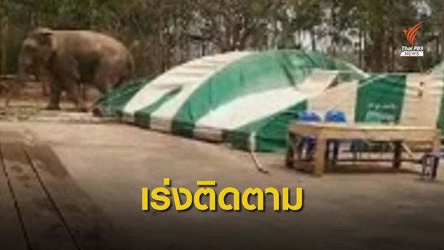 เตือน "สีดอแก้ว" หนีจากที่กักกันช้างป่า พังเต็นท์-รถยนต์