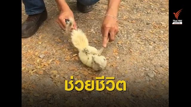 ตร.กุมภวาปีทำ CPR ช่วยชีวิต "กระรอกเผือก" โดนไฟช็อต