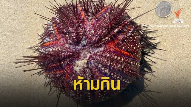 ทช.ขออย่ากิน "เม่นทะเลสีแดง" เจอเกยตื้นให้ปล่อยคืนทะเล 