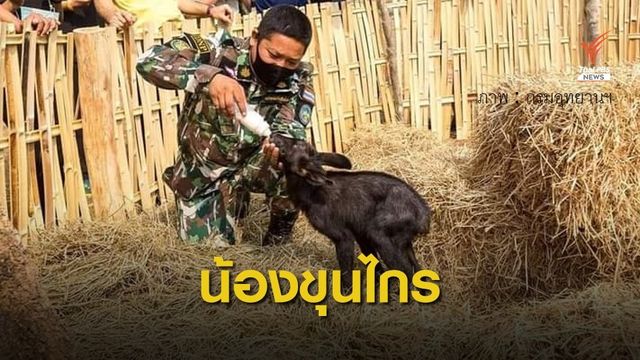 ผู้ว่าฯ สุโขทัย ตั้งชื่อ "ขุนไกร" เลียงผาพลัดหลงแม่