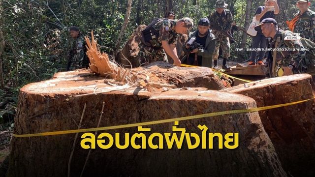 ห่วงไม้ของกลางหาย! ลอบตัดใกล้ชายแดนกัมพูชามูลค่า 15 ล้าน 