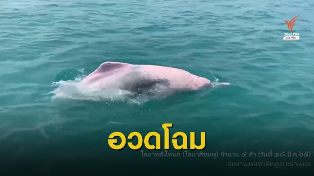 หาชมยาก "โลมาสีชมพู 4 ตัว" ว่ายน้ำหากินหน้าหาดอ่าวคา