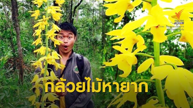 อันซีน "เอื้องบุษราคัม" กล้วยไม้ดินหายากต้นสูง 2 เมตรป่าน้ำหนาว