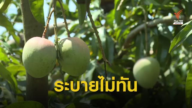 COVID-19 กระทบชาวสวนมะม่วง จ.ลำพูน