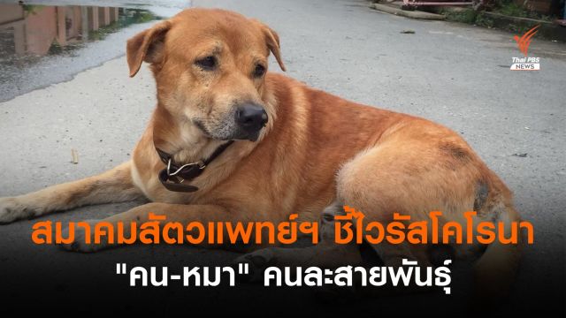 สมาคมสัตวแพทย์ฯ ชี้ไวรัสโคโรนา "คน-หมา" คนละสายพันธุ์