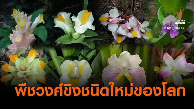 ข่าวดี! ค้นพบพืชวงศ์ขิง 8 ชนิดใหม่ของโลกในไทย