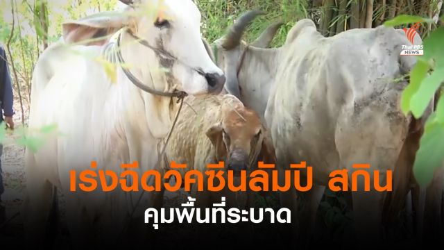 วัคซีนลัมปี สกิน ล็อตแรก 6 หมื่นโดสถึงไทย เร่งฉีดคุมพื้นที่ระบาด