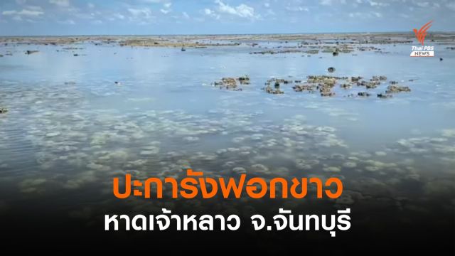 ปรากฏการณ์ปะการังฟอกขาว หาดเจ้าหลาว จ.จันทบุรี