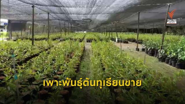 เกษตรกร จ.ตราด เพาะพันธุ์ต้นทุเรียนขายรายได้ดี