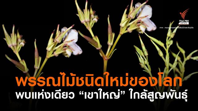 "ชาฤๅษีเขาใหญ่" พรรณไม้ชนิดใหม่ของโลกแห่งเดียวบนเขาใหญ่  
