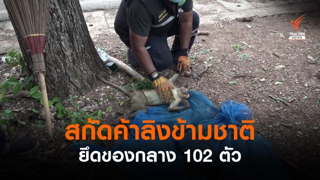 สกัดขบวนการค้าลิงแสม 102 ตัว อัดเต็มรถตายกลางทาง 14 ตัว