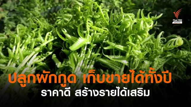 ปลูกผักกูดใต้ต้นทุเรียน รายได้ดี เก็บขายได้ทั้งปี   