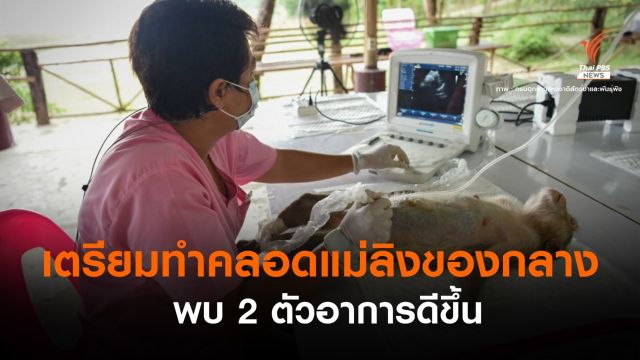 ลิงของกลางตั้งท้อง! หมอเตรียมทำคลอดในรพ.สนามสัตว์ป่า  