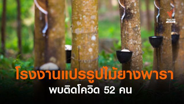 โรงงานแปรรูปไม้ยางพารา ติดโควิด 52 คน