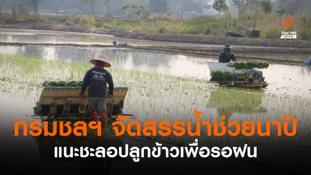 กรมชลฯ จัดสรรน้ำช่วยนาปีหลังฝนทิ้งช่วง แนะชะลอปลูกรอฝน