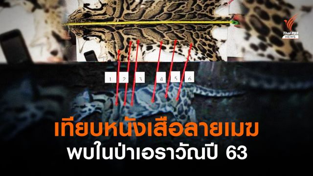 เทียบซากหนังเสือลายเมฆ สรุปตัวเดียวกับเสือในป่าเอราวัณ