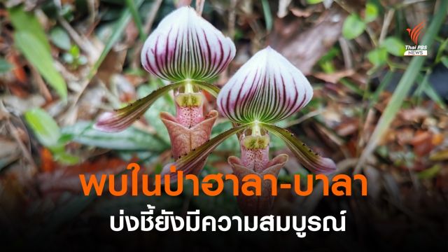 พบ "กบใบไม้-รองเท้านารีคางกบ" บ่งชี้ป่าฮาลา-บาลายังสมบูรณ์ 