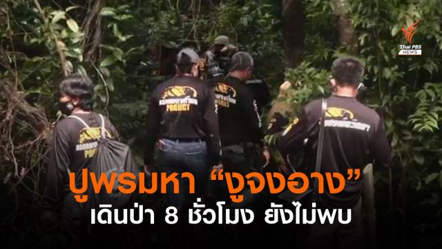 ปูพรมตามล่างูจงอาง จ.ตรัง แต่ยังพบ
