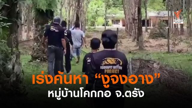 เร่งค้นหา "งูจงอาง" ในหมู่บ้าน จ.ตรัง ชาวบ้านระบุมีนับ 20 ตัว