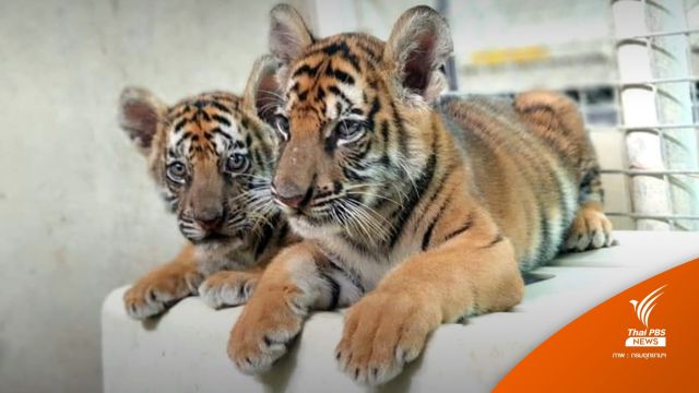 อัปเดต "ต้นกล้า-ต้นข้าว" ลูกเสือโคร่ง สนใจสิ่งรอบข้าง-ขับถ่ายปกติ