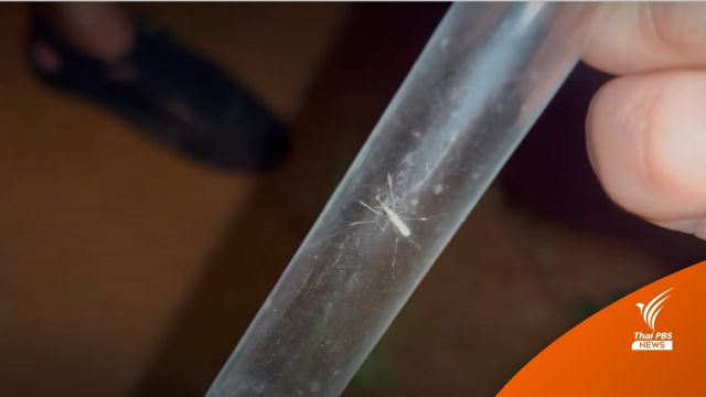 จับยุงก้นปล่องบนเกาะช้างตรวจ "มาลาเรียโนวไซ"