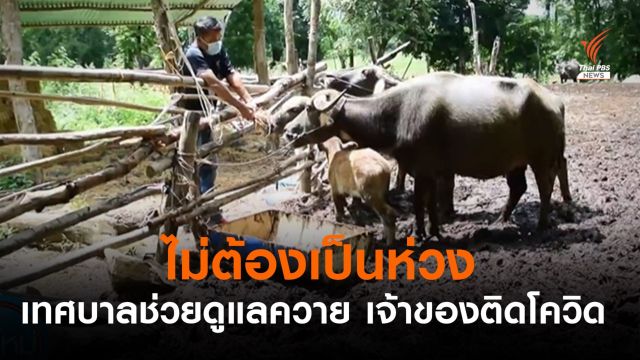 จะเลี้ยงให้อย่างดี! เทศบาลรับเลี้ยงควาย 12 ตัว หลังเจ้าของติดโควิดทั้งบ้าน
