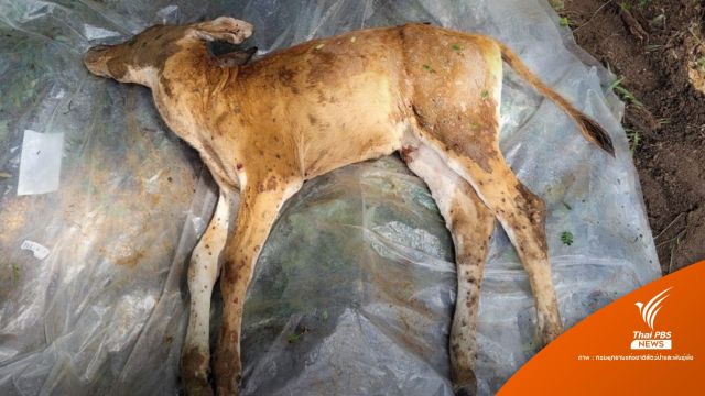 โผล่อีก "ลูกวัวแดง" ป่าอ่างฤาไน ติดลัมปี สกินตาย