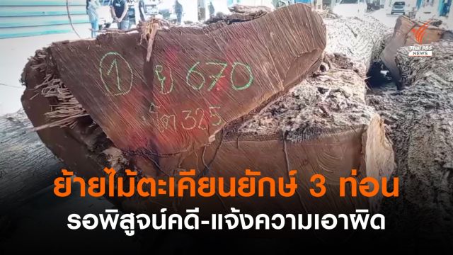 แจ้งจับ 3 คนโยงลอบตัดตะเคียนยักษ์จากป่านราธิวาส 