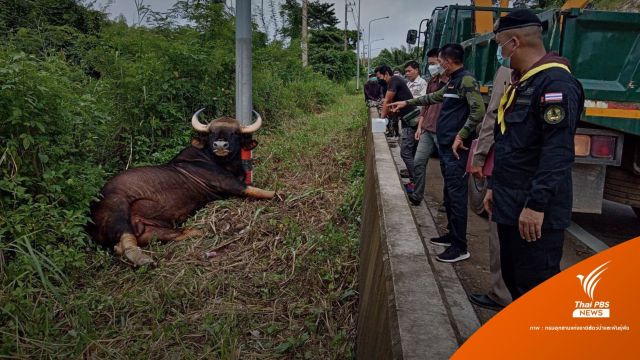 "กระทิงเขาใหญ่" ไฟช็อตคาเสาไฟ-เร่งสำรวจจุดชำรุดบนถนน 304 