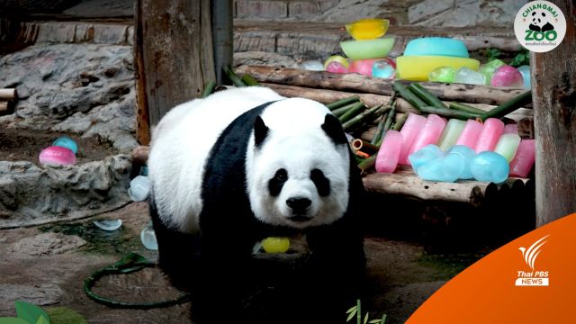 สวนสัตว์เชียงใหม่มอบเค้กน้ำแข็งฉลองวันเกิด "หลินฮุ่ย" ครบ 20 ปี