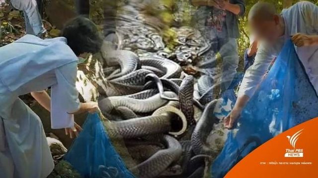 อ้างรับบริจาคเงิน 3 แสนไถ่งูท้อง 500 ชีวิต ปล่อยป่า "เชียงดาว" 