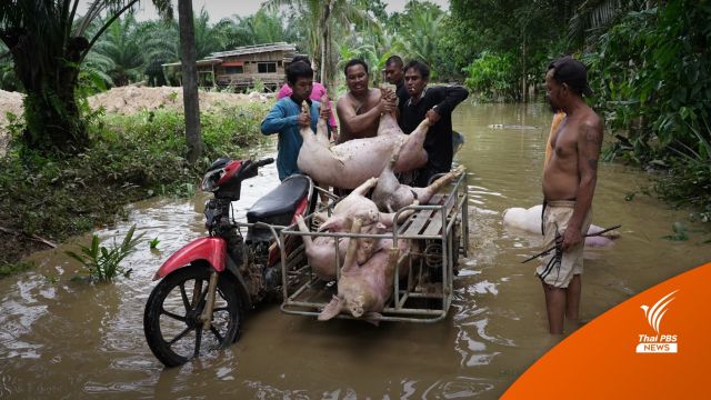 น้ำท่วมตราด ฟาร์มหมูเสียหาย 5 ล้านบาท 