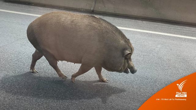 พบหมูป่าวิ่งบนทางด่วน ล่าสุดปลอดภัยแล้ว 