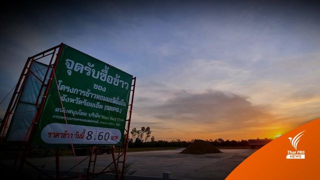 ข้าวหอมมะลิทุ่งกุลา ชาวนายังร้องไห้