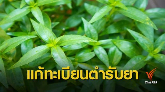 อย.เตือนผู้ผลิต-นำเข้ายาฟ้าทะลายโจร เร่งแก้ทะเบียนตำรับยาก่อนถูกเพิกถอน 