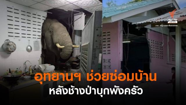 "ช้างป่า" บุกพังครัวกลางดึก "หมอล็อต" เผยอาจได้กลิ่นอาหาร 