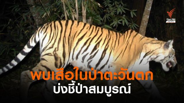 เปิดภาพเสือ 5 ชนิด ในป่าตะวันตกพื้นที่กาญจนบุรี