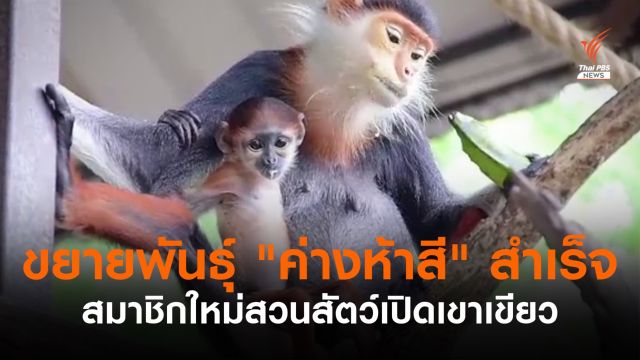 สวนสัตว์เปิดเขาเขียว ขยายพันธุ์ "ค่างห้าสี" สำเร็จ