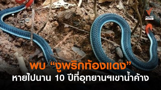 รอบ 10 ปีพบงูพิษ "งูพริกท้องแดง" ที่อุทยานฯ เขาน้ำค้าง 