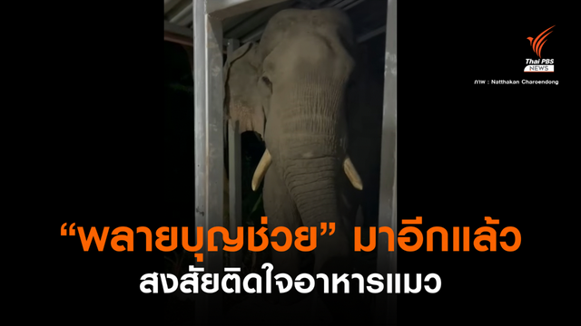 มาอีกแล้ว! "พลายบุญช่วย" สงสัยติดใจอาหารแมว 
