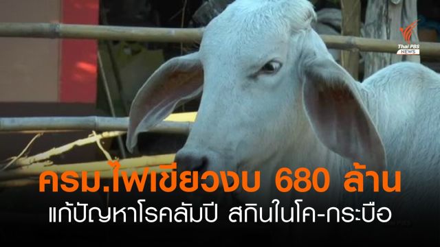 ครม.อนุมัติงบฯกว่า 680 ล้านบาท แก้โรคลัมปีสกินใน "โค กระบือ"   