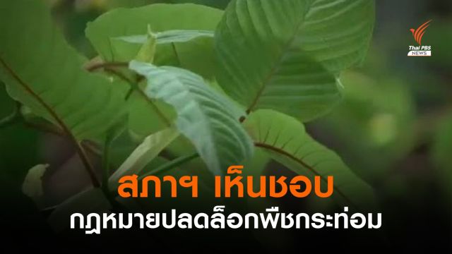 สภาฯ ไฟเขียว ร่างกฎหมายปลดล็อกพืชกระท่อม