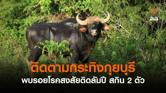 พบรอยโรค 2 กระทิงกุยบุรี สงสัยติดเชื้อ "ลัมปี สกิน"