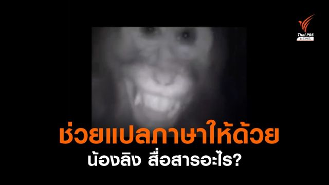 ช่วยแปลภาษาให้ที "น้องลิง" บอกอะไรคนผ่านกล้องถ่ายภาพ 